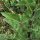 Verbascum boerhavii - tige, feuille