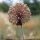 Allium polyanthum - inflorescence