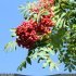 Sorbus aucuparia - fruits