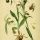 Ophrys apifera - wikimedia commons