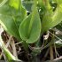 Parnassia palustris - feuille