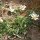 Leucanthemum coronopifolium