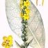 Verbascum thapsus - wikimedia commons