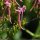 Centranthus ruber - fleur