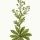 Capsella bursa-pastoris - wikimedia commons