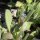 Myosotis ramosissima subsp. ramosissima - feuilles