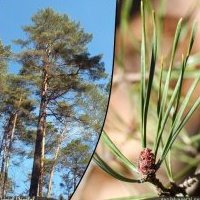 Pin sylvestre, Pinus sylvestris
