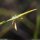 Brachypodium phoenicoides - épillet, fleur