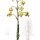 Lilium pyrenaicum - wikimedia commons
