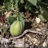 Aristolochia pistolochia - fruit