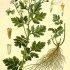 Tanacetum parthenium - wikimedia commons