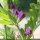 Vicia sativa - fleur