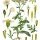 Achillea millefolium - wikimedia commons