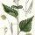 Alliaria officinalis - wikimedia commons