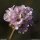Armeria arenaria - inflorescence
