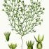 Scleranthus annuus - wikimedia commons