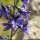 Delphinium dubium - fleur