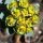 Euphorbia myrsinites - inflorescence