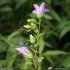 Campanula trachelium - inflorescence