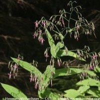 Prénanthe pourpre, Prenanthes purpurea