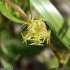 Ranunculus arvensis - fruit