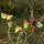 Centranthus ruber - Vol du papillon Citron de Provence (Gonepteryx cleopatra)