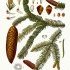 Picea abies - wikimedia commons