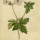 Geranium versicolor - wikimedia commons