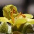 Verbascum thapsus - détail étamines