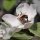 Cydonia oblonga - fleur pollinisée par une abeille