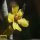 Verbascum pulverulentum - Fleur