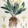 Primula vulgaris - wikimedia commons