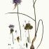 Allium vineale - wikimedia commons