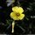 Oxalis pes-caprae - fleur