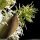 Fraxinus ornus - fleurs