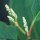 Reynoutria japonica - bouton