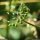 Aegopodium podagraria - fruits