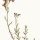 Linaria alpina - wikimedia commons