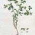 Euphorbia peplus - wikimedia commons