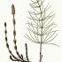 Equisetum arvense - wikimedia commons