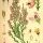 Calluna vulgaris - wikimedia commons