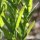 Lepidium campestre - feuilles
