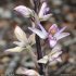 Limodorum abortivum - fleur