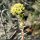 Euphorbia characias - inflorescence
