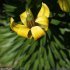 Lilium pyrenaicum - tépales