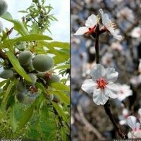 Amandier, Prunus dulcis