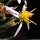 Galatella sedifolia - fleurs
