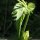 Cirsium oleraceum - feuille