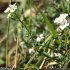 Hornungia alpina - inflorescence