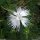 Dianthus hyssopifolius - fleur